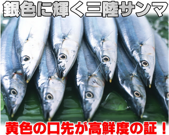秋秋刀魚.png